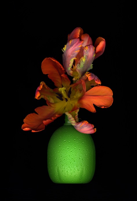 Bob Negryn, Tulip no 37 177x120cm 2014